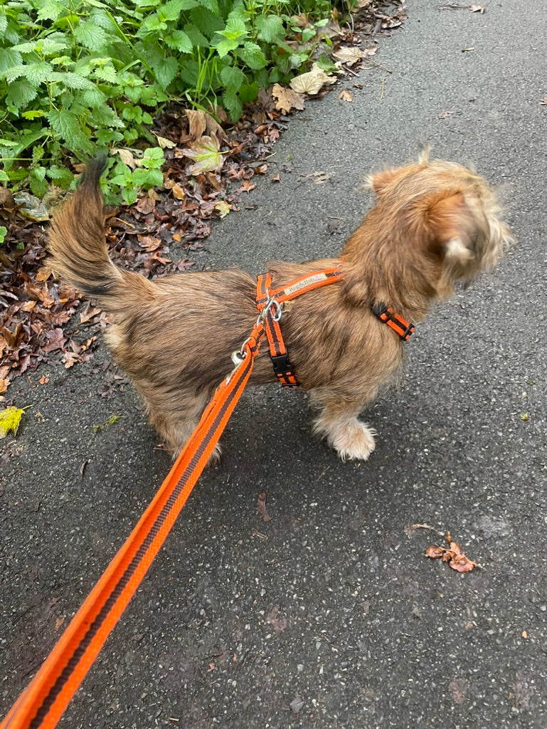 Harness - 3 sizes