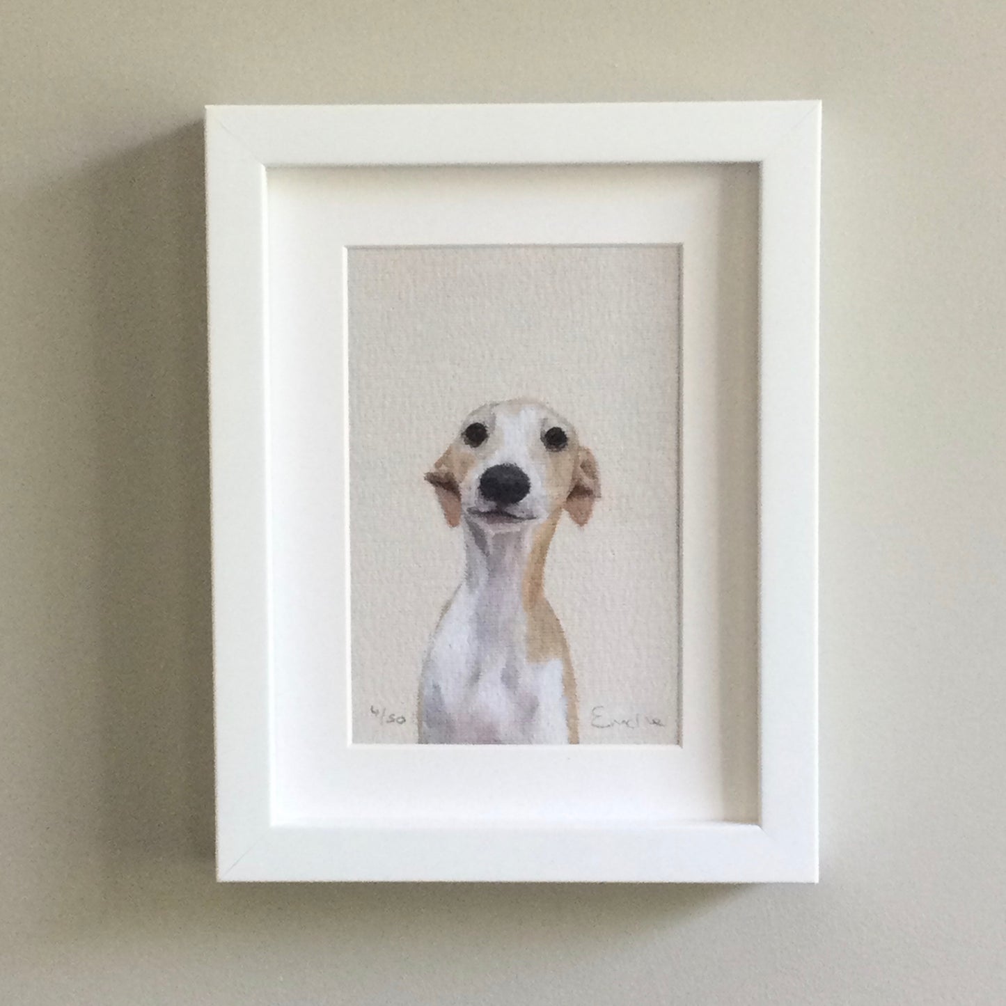 Whippet