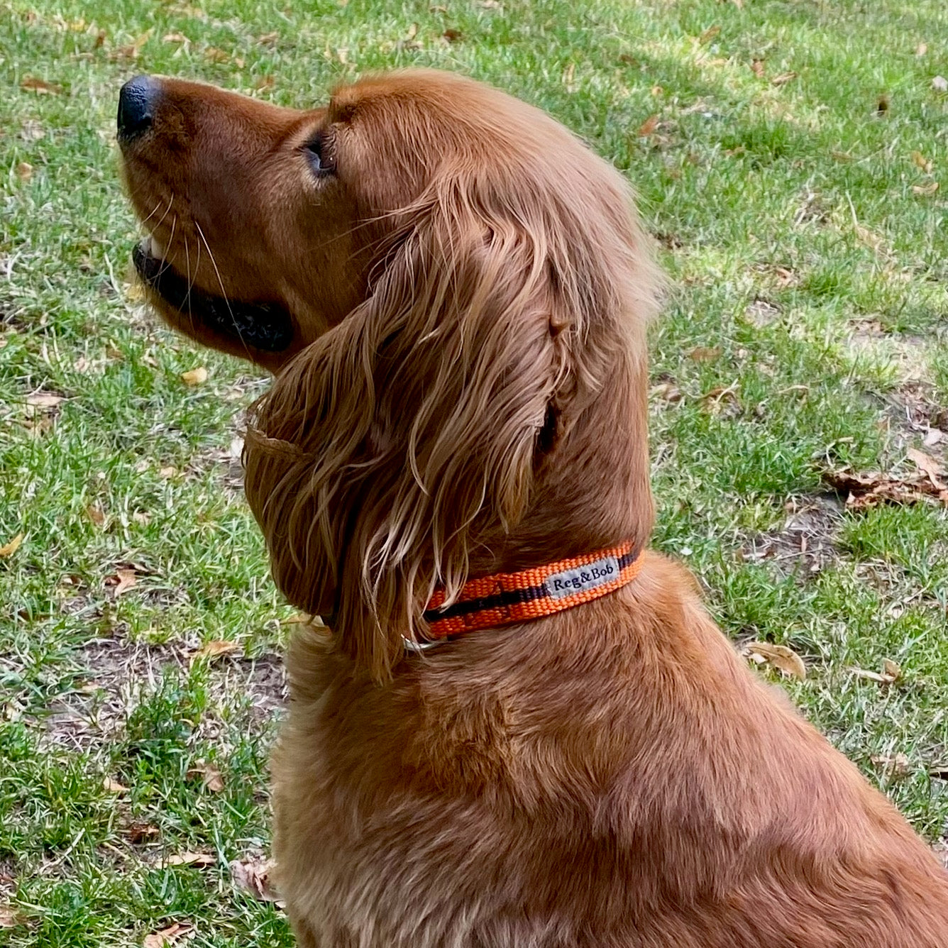 Collars
