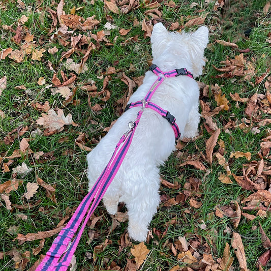Harness - 3 sizes
