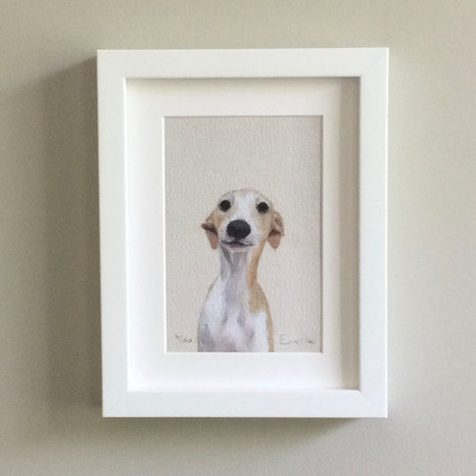 Whippet