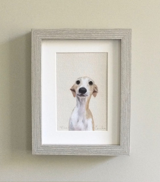 Whippet